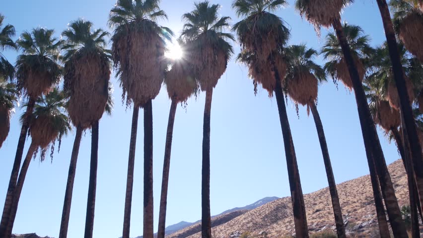 Row of palm trees and mountains or hills, sunny Palm Springs near Los Angeles, California valley nature, USA. Arid dry climate plants, desert oasis flora in canyon, summer vibes. Washingtonia palms. | Shutterstock HD Video #1102976219