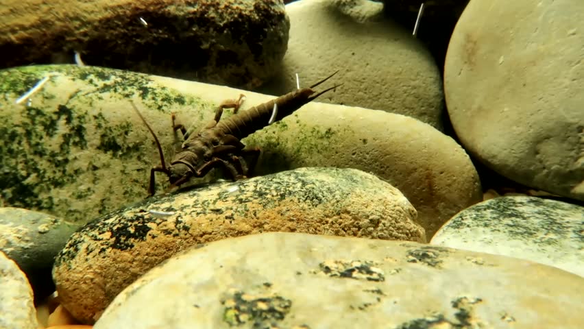 Stonefly nymph (Pteronarcys californica) crawling around on a rock in a trout stream