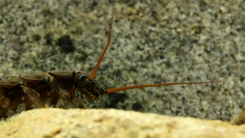 Stonefly nymph (Pteronarcys californica) crawling on a rock in a trout stream, close-up of, head, mouth parts, and gills