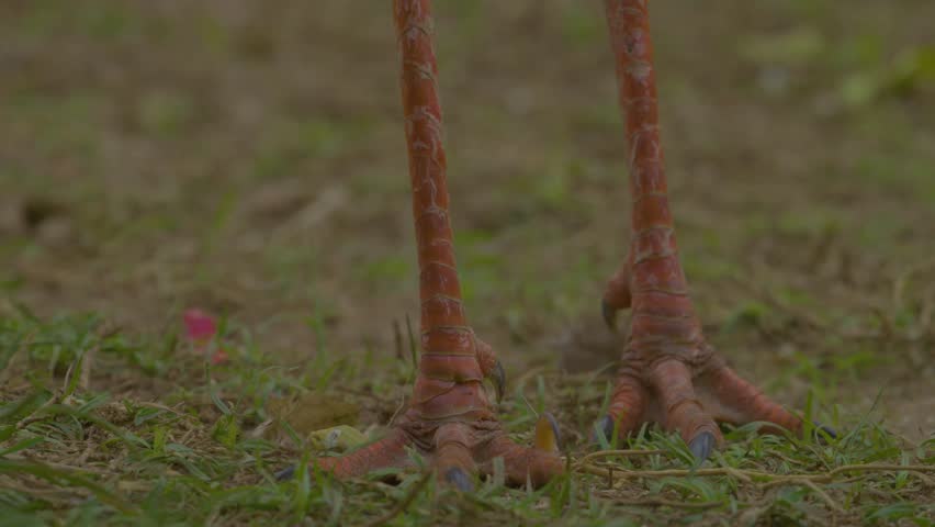 Pan from feet to beautiful face of a bird from Brazil Cerrado - the Seriema (Cariama cristata)