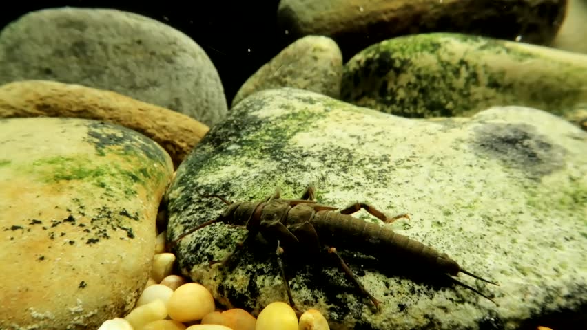 Stonefly nymph (Pteronarcys californica) crawling on a rock in a trout stream, moving away from camera