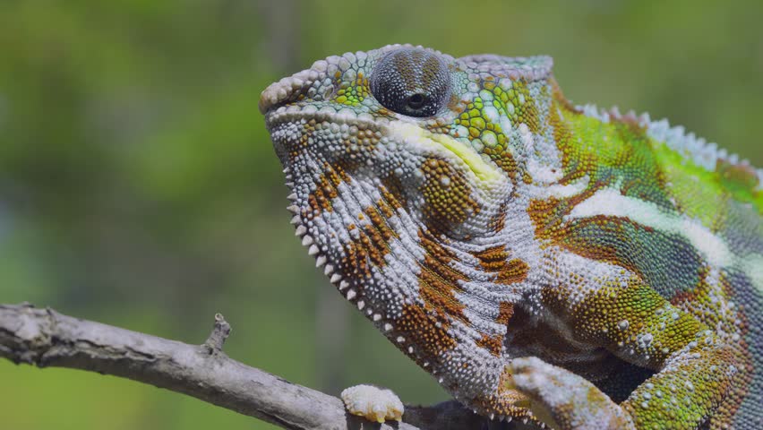 Portrait of chameleon sits on tree branch and looks into the cameron green trees background. Panther chameleon (Furcifer pardalis) Royalty-Free Stock Footage #1102980957