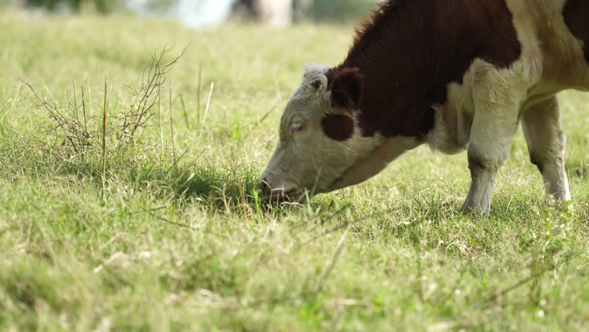 cow eating grass in a field. Beef cows and calfs grazing on grass in Texas, America, exporting to Australia. eating grass and pasture. breeds include speckled park, murray grey, angus and brangus.
 Royalty-Free Stock Footage #1102983489