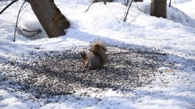 Wild Eurasian red squirrel (Sciurus vulgaris) in grey winter coat eats seeds that have fallen on the snow from bird feeder. Soft focus. Real time handheld video. Winter animals theme.