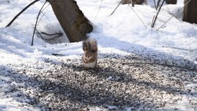 Wild Eurasian red squirrel (Sciurus vulgaris) in grey winter coat eats seeds that have fallen on the snow from bird feeder. Soft focus. Real time handheld video. Winter animals theme.