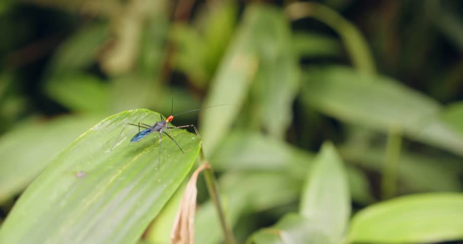 Beautiful images of an assassin bug on a leaf in the rainforest. Close-up shot