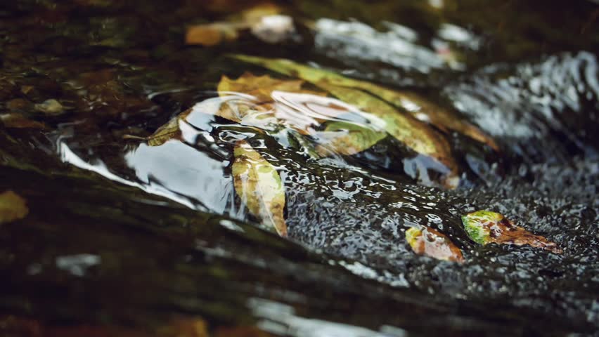 Slow motion close up of ash leaves below clear water on rocks in creek Royalty-Free Stock Footage #1102989929