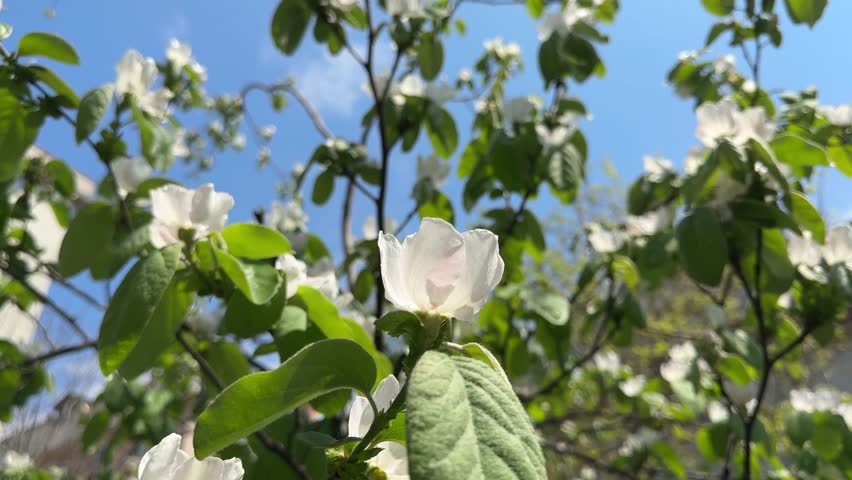 Blooming quince tree in spring. Blooming quince tree with clear sky in the background. spring concept Royalty-Free Stock Footage #1102991381