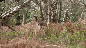 deer in the New Forest clip 6