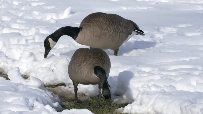 2 Canadian Geese Searching for Food in the Snow.