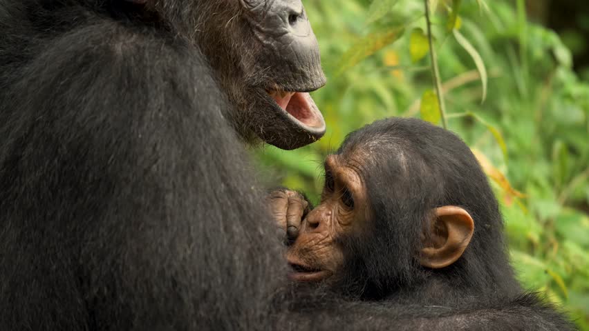 Close-up footage of baby chimpanzee looking into the camera | Shutterstock HD Video #1102995837