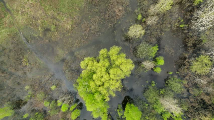 River lake swamp water forest spring nature park tree green