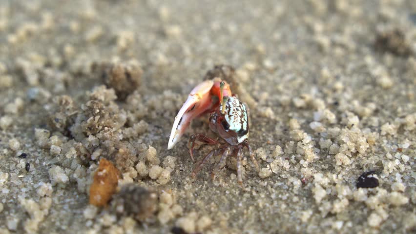 Close up shot of a male sand fiddler crab feeding on the micronutrients and create tiny balls of sand as the byproduct, forming small mounds around its burrow.