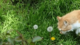 cute yellow cat in the garden