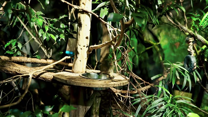 Tropicarium-Oceanarium Budapest. The largest aquarium in Eastern Europe.Tropical rainforest and aquarium with viewing tunnel. Hundreds of animals, including exotic birds, crocodiles, marmosets.
