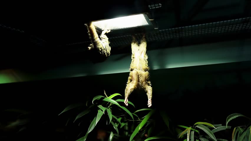 Tropicarium-Oceanarium Budapest. The largest aquarium in Eastern Europe.Tropical rainforest and aquarium with viewing tunnel. Hundreds of animals, including exotic birds, crocodiles, marmosets.