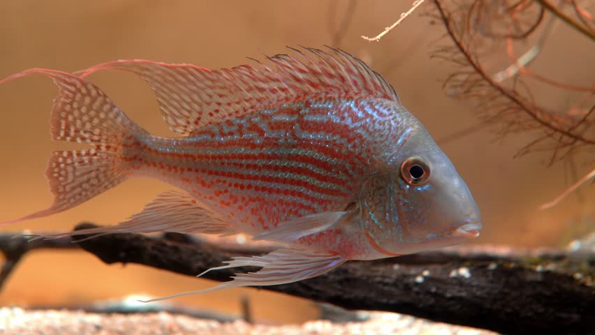 Geophagus fish in an aquarium, captured in close-up 4k | Shutterstock HD Video #1103009633