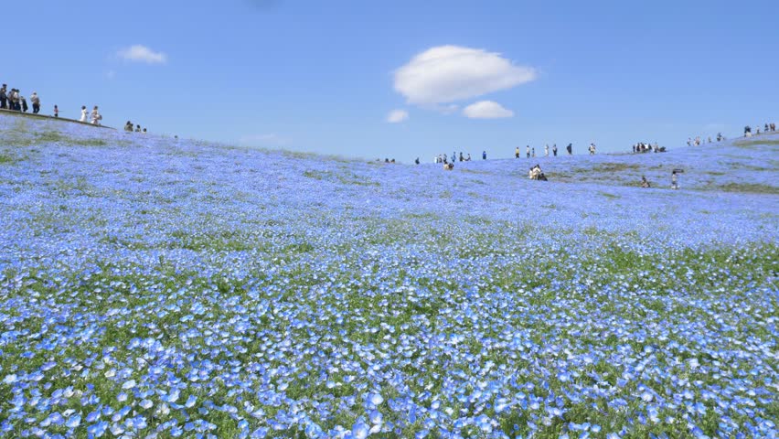 Japanese nature, blue flower field in Hitachi seaside park, tourism in Japan, beautiful blooming nemophila field in summer with blue sky. High quality 4k footage Royalty-Free Stock Footage #1103014615