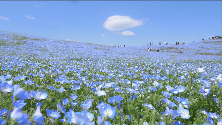 peaceful blue flower field in Hitachi seaside park, tourism in Japan, beautiful blooming nemophila field in summer with blue sky Royalty-Free Stock Footage #1103014617