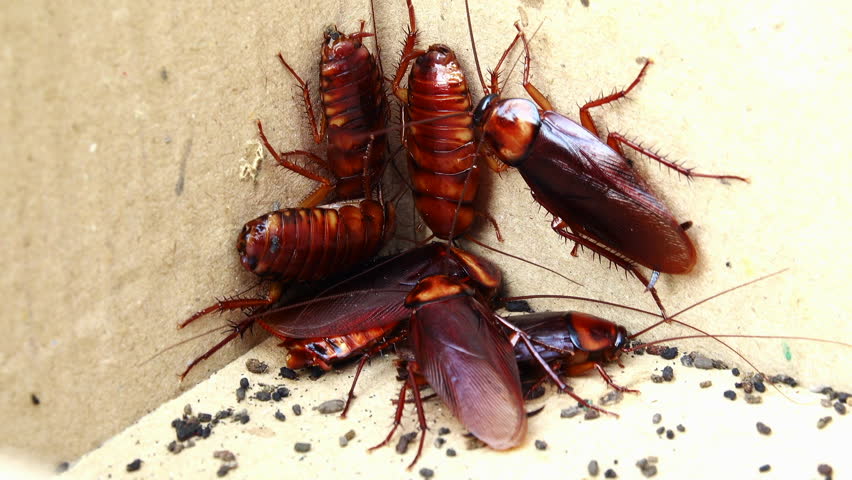 Group of cockroaches in a paper box Royalty-Free Stock Footage #1103015307