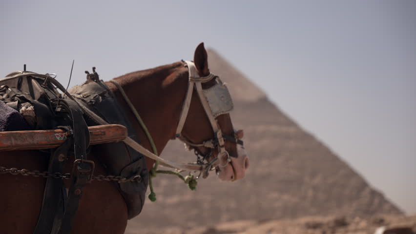 Horse with the Giza Pyramids in the background in Egypt