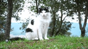 4K slow motion footage of beautiful black and white cat in peaceful park chilling arround, Catalonia, Spain.
Mid angle, parallax movement.