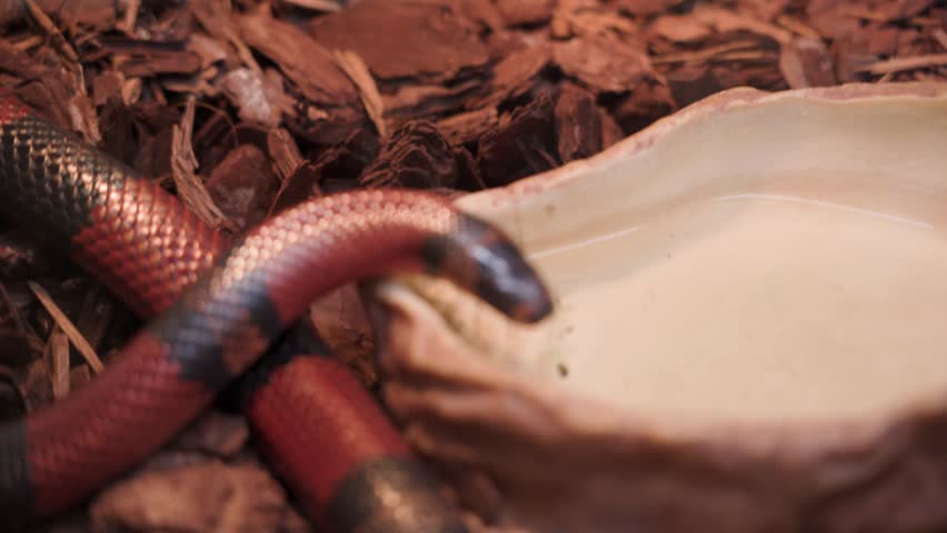 Guatemalan milk snake crawls in its terrarium