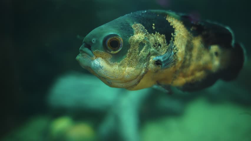 Tiger astronotus in the aquarium. close - up | Shutterstock HD Video #1103024793