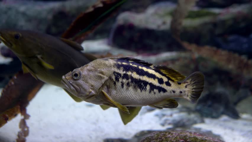 Polystigma fish swimming in the depths of the aquarium - close-up shot | Shutterstock HD Video #1103025363