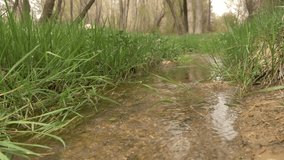 flowing water in the creek. Green creek around. Slow flowing water. Natural spring water 4K video