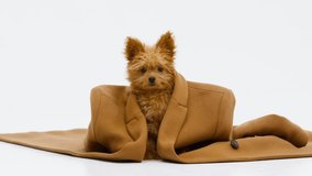 Funny little dog in a brown coat looks at the camera while sitting on a white background.
