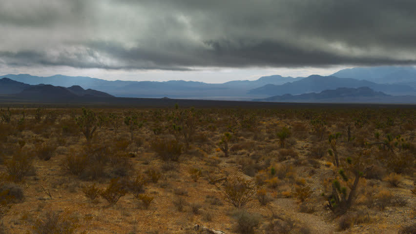Clearing storm clouds cloak this desert valley forested with young Joshua trees.