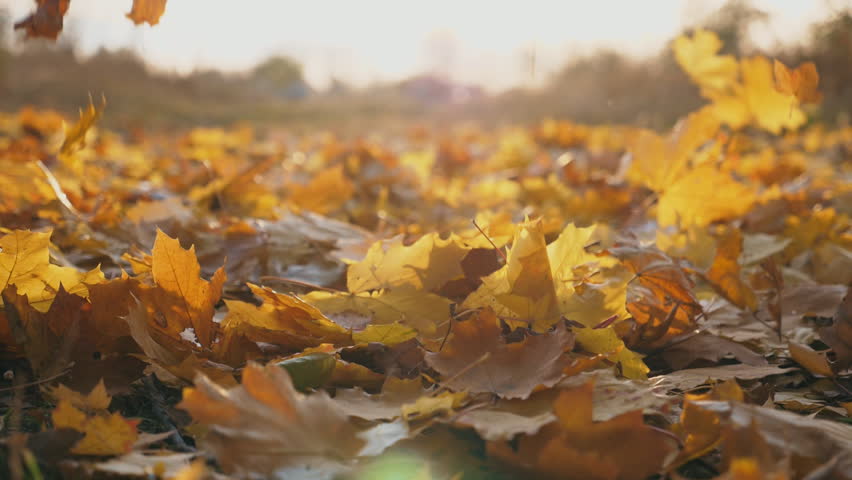 Close up of yellow autumn leaves slowly falling on ground. Ground covered with dry vivid foliage. Bright sunlight illuminates fallen leaves. Colorful fall season. Blurred background. Slow motion Royalty-Free Stock Footage #1103028817