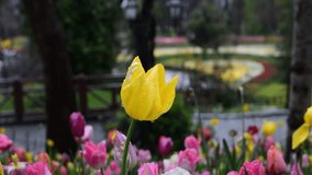 Yellow tulip video with water droplets. Yellow tulip flower during rain. Vibrant coloured Yellow tulip growing in park, heads moving in slow wind.