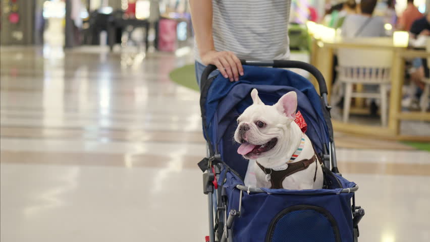 Asian man push his french bulldog in pet stroller walking in pets friendly shopping mall. Domestic dog and owner enjoy urban outdoor lifestyle travel city on summer vacation. Pet Humanization concept. Royalty-Free Stock Footage #1103032293