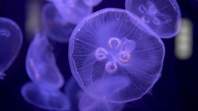 A close-up video captures a school of blue jellyfish swimming slowly deep in the ocean. Their graceful movements and mesmerizing colors create a captivating sight