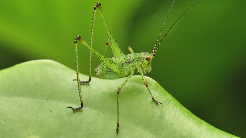Macro shot of green grasshopper standing on green leaf.