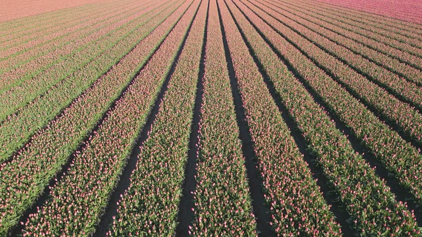 Aerial over the beautiful pink Tulip fields. Move forward, high shot