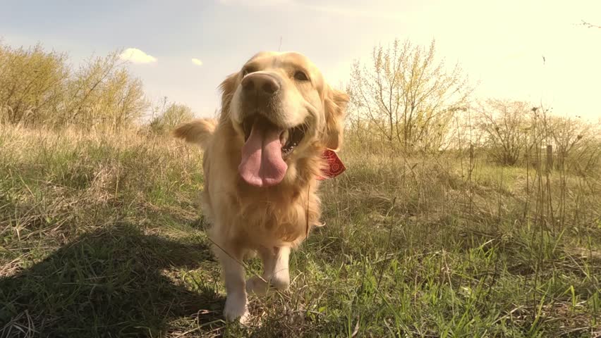 golden retriever dog with red on a neckerchief walking outdoors and looking into camera at sunset Royalty-Free Stock Footage #1103040123