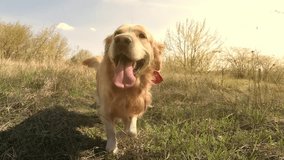 golden retriever dog with red on a neckerchief walking outdoors and looking into camera at sunset - Powered by Shutterstock - Get 15% off with code: PIKWIZARD15