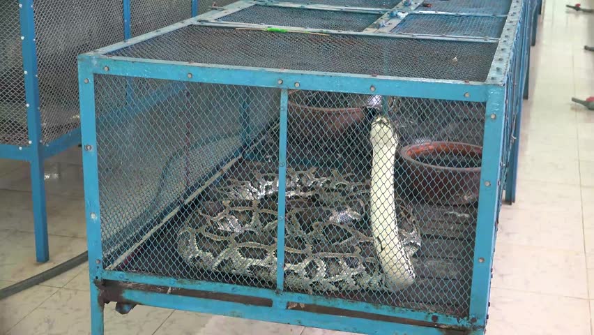 Snake Farm and a giant python in the cage | Shutterstock HD Video #1103040323