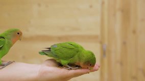 Parrots sit on the hand, peck food, play and have fun. Birds pets, care for birds and animals