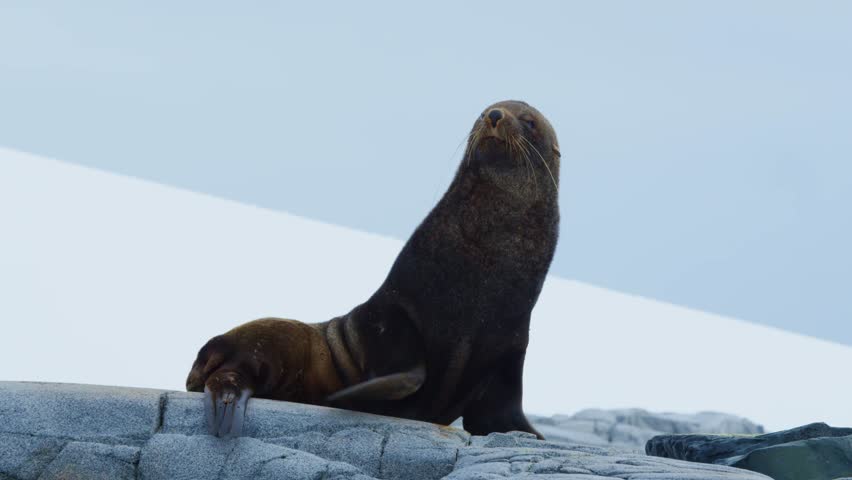 Arctic, Antarctica, Animal, Fur Seal, Roaring, Close up, Polar, Climate Change, Global Warming, Landscape, Ocean, Wildlife, Beach, Ice, Bay, Beach, Slow Motion, Walking, Close Up, Sleeping, Hunting. 