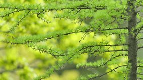 Larch branches with fresh green needles sway in light spring breeze. Filmed with blurred background, video captures serene atmosphere of spring season