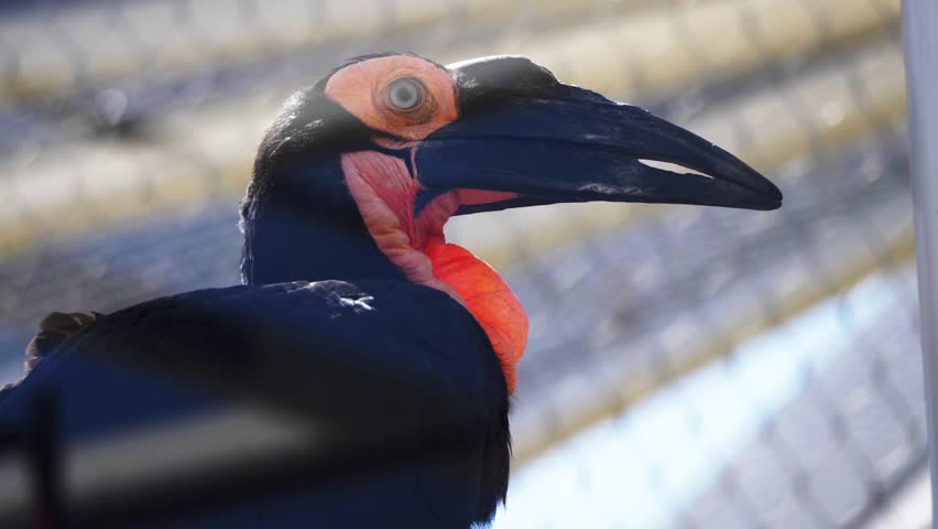 A Kaffir Horned Raven standing on a close-up.