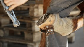 Farrier trims and shapes horse's hooves using forceps. Taking care of pets. Horse care concept. Horse hoof restoration. Close-up in 4K, UHD - Powered by Shutterstock - Get 15% off with code: PIKWIZARD15