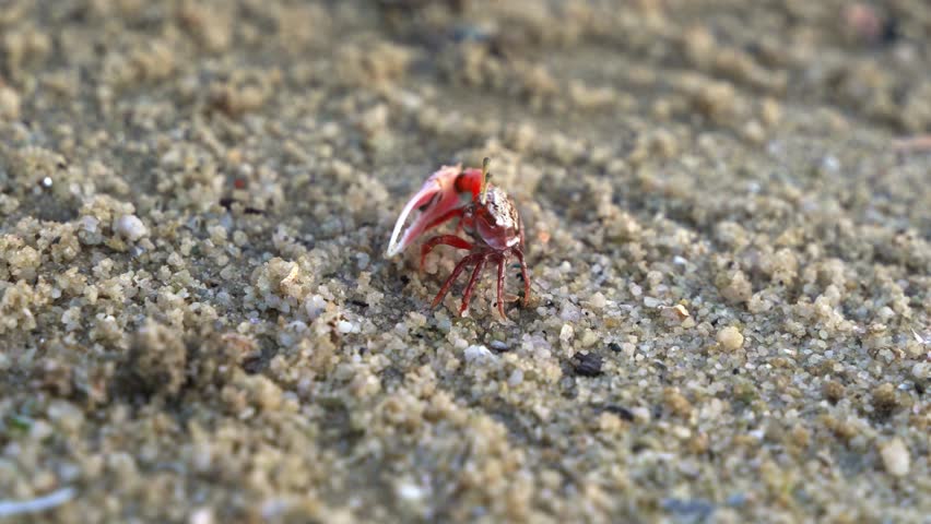 Male sand fiddler crab feeding on the micronutrients and create tiny balls of sand as the byproduct, forming small mounds around its burrow. while waving its enlarged claw, close up shot.