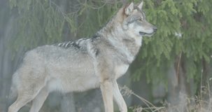 Beautiful grey wolf standing in the forest observing