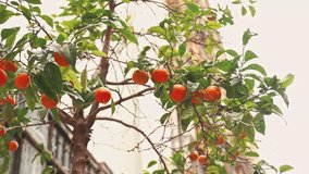 Video of an orange tree with some fruits and rare leaves found on a street