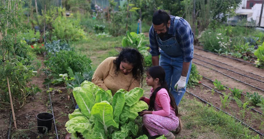 Indian family picking up organic vegetables from house garden outdoor - Vegetarian, healthy food and education concept